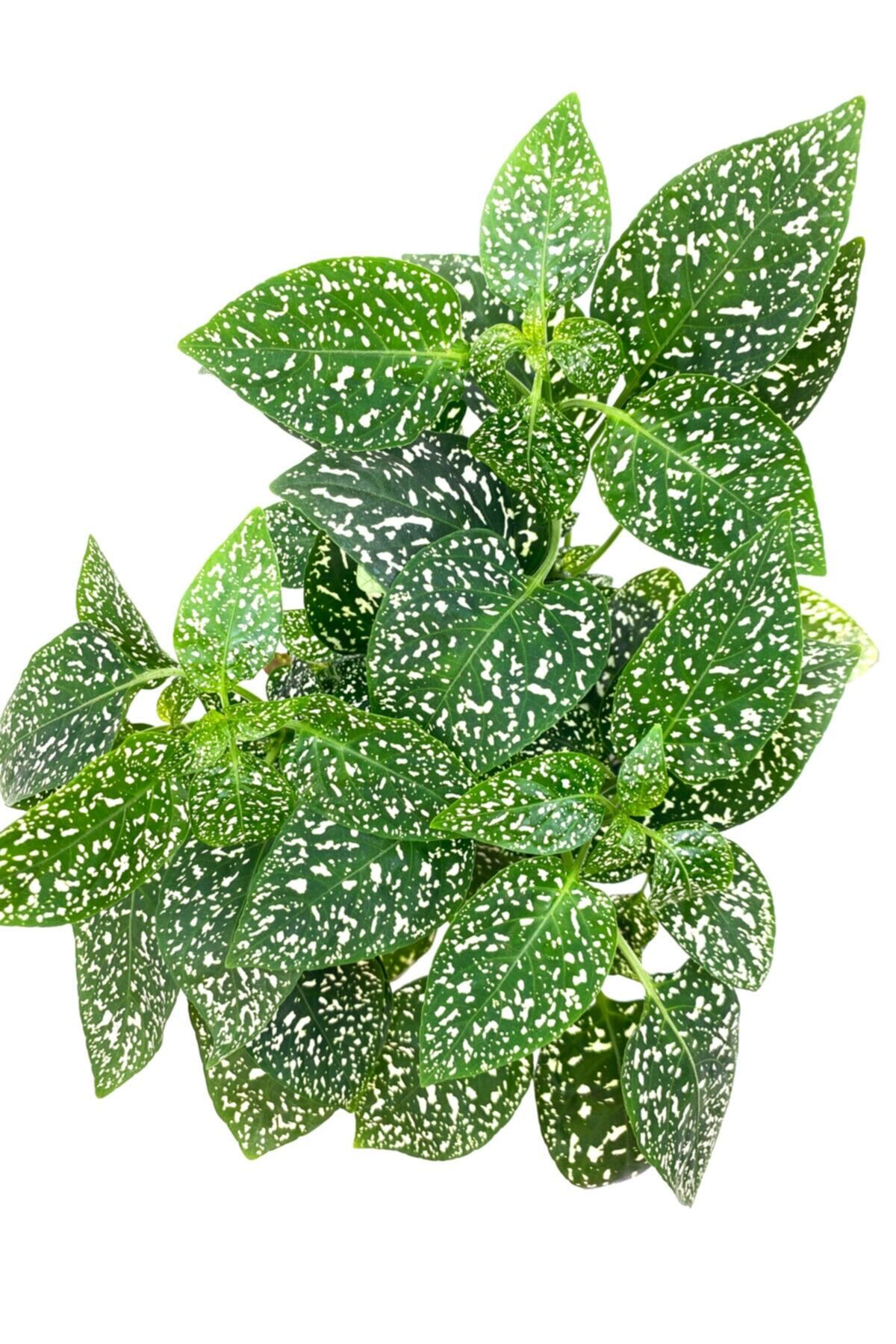 Gardenbox Yaprak Güzeli Kolyos Çiçeği Bitkisi Ev Ofis Bitkisi Hypoestes