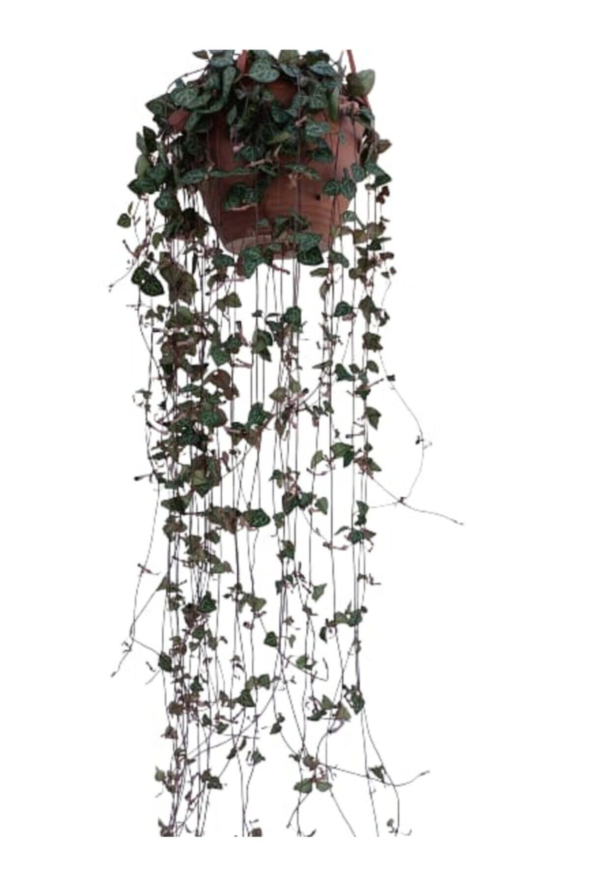 Gardenbox Kampanyalı Kalp Kalbe Karşı Çiçeği - Ceropegia Woodii