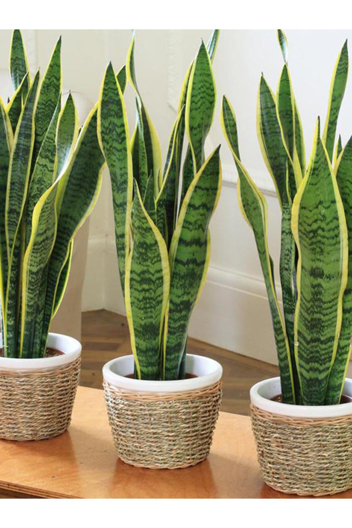 Cassaba Fidancılık En Paşa Kılıcı Sansevieria | Bakımı Kolay Dekoratif Salon Bitkisi | Az Su İster