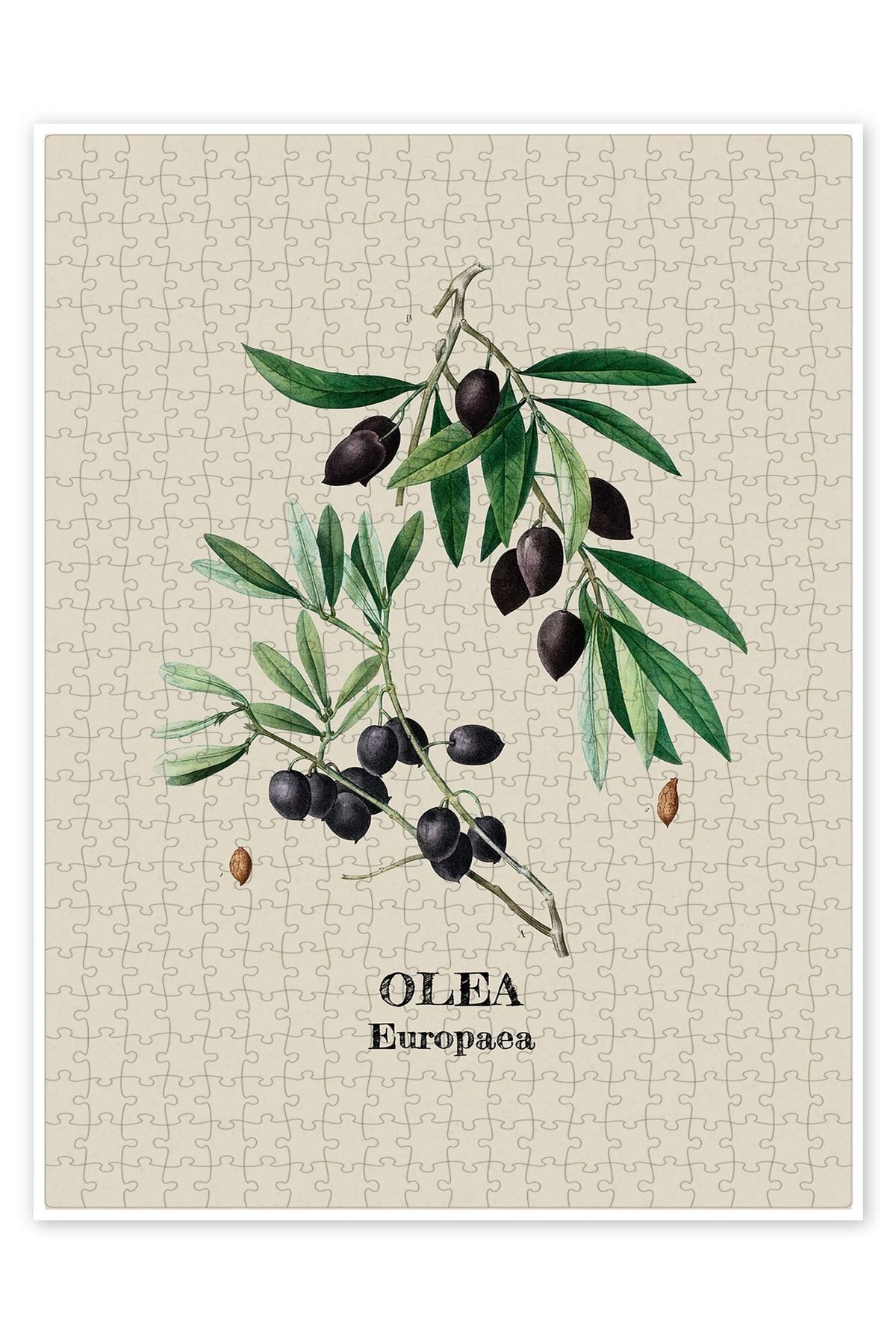 Jeronkarji OLEA Europaca - Zeytin 500 Parça Puzzle Yapboz Mutfak Temalı Yetişkinler için