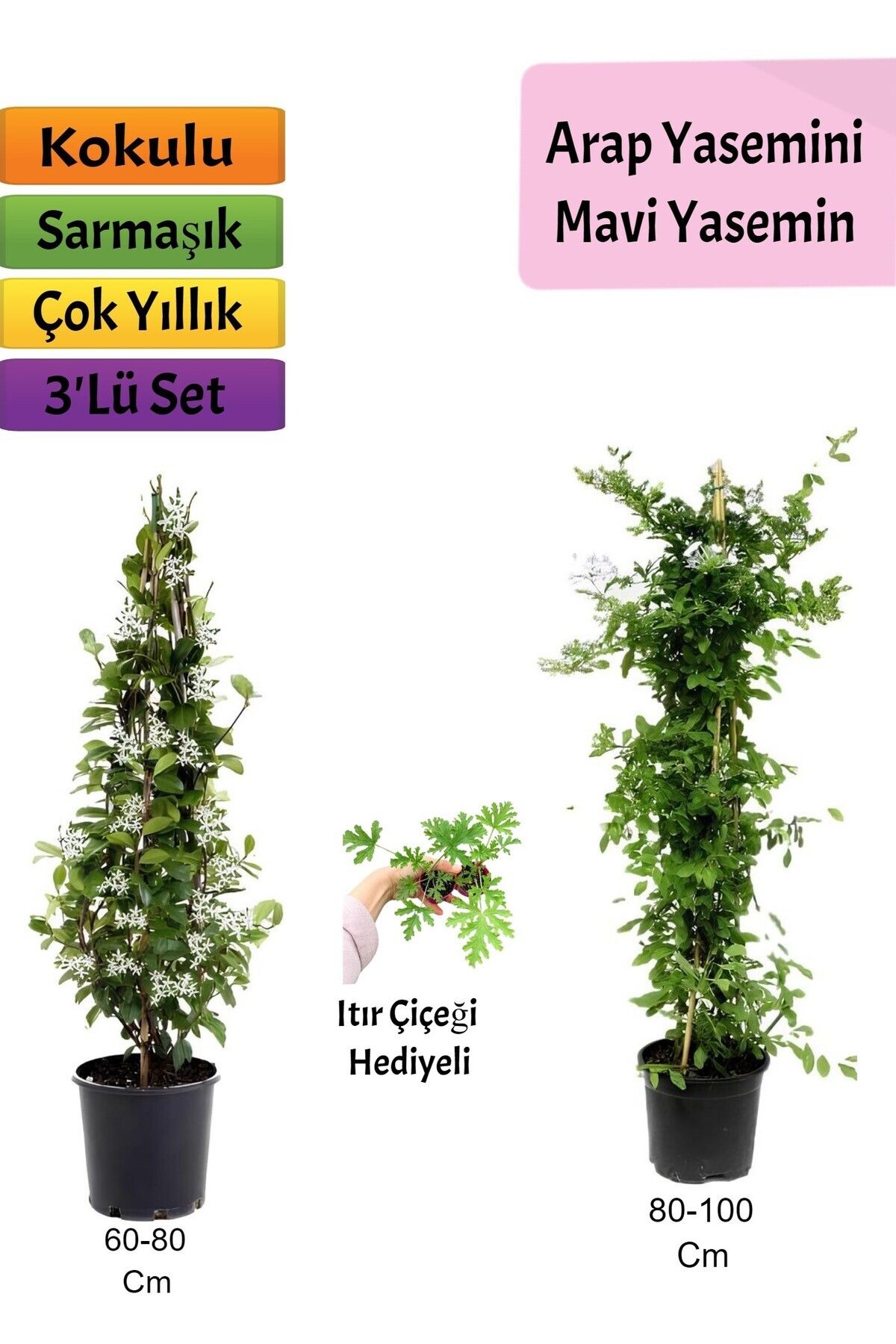 Gardenbox Çok Avantajlı Mavi Yasemin+ Arap yasemini+ Itır Çiçeği Hediyeli