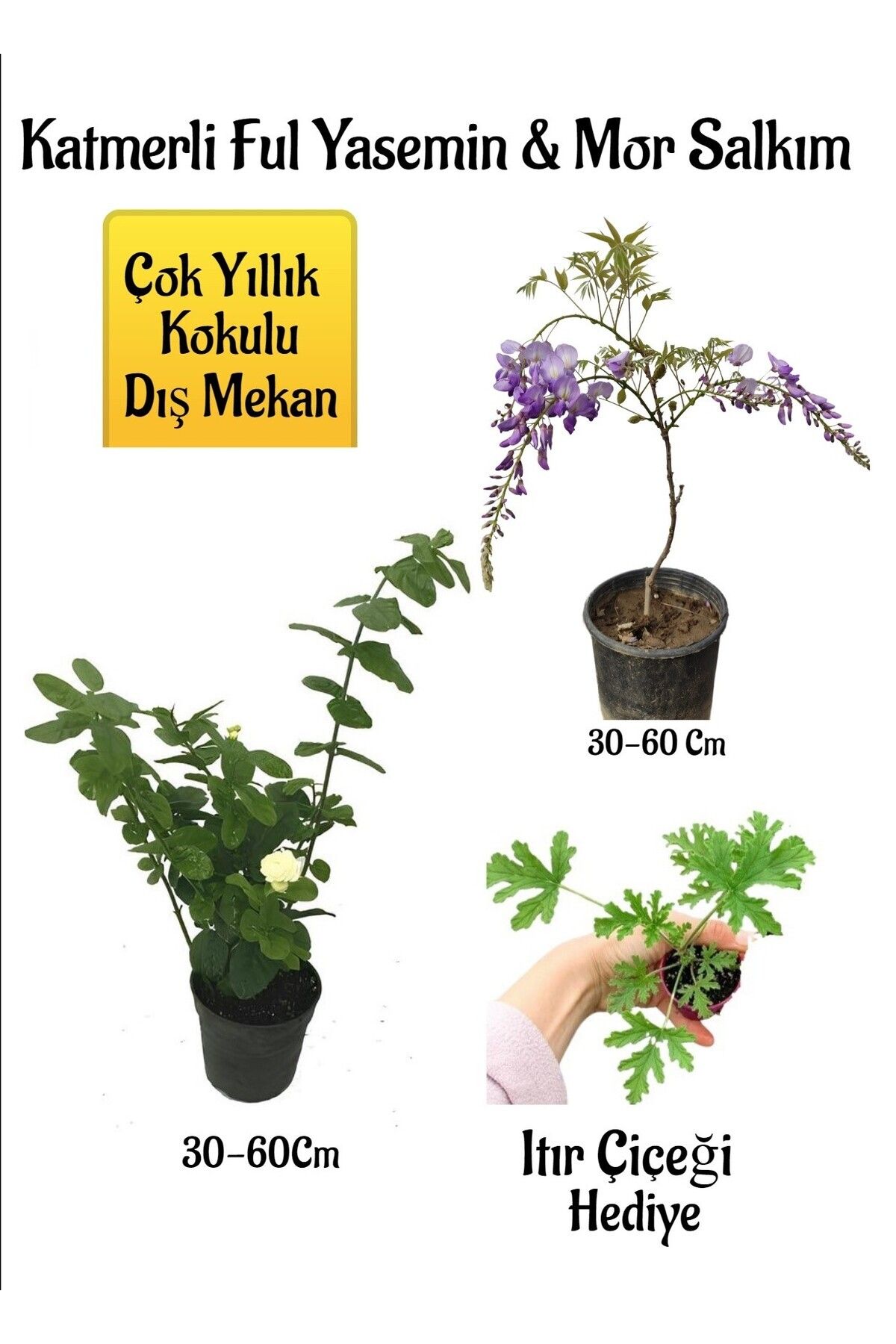 Gardenbox Çok Avantajlı Kokulu Katmerli Ful Yasemin Çiçeği+Mor Salkım Ağacı Fidanı Itır Çiçeği Hediyeli