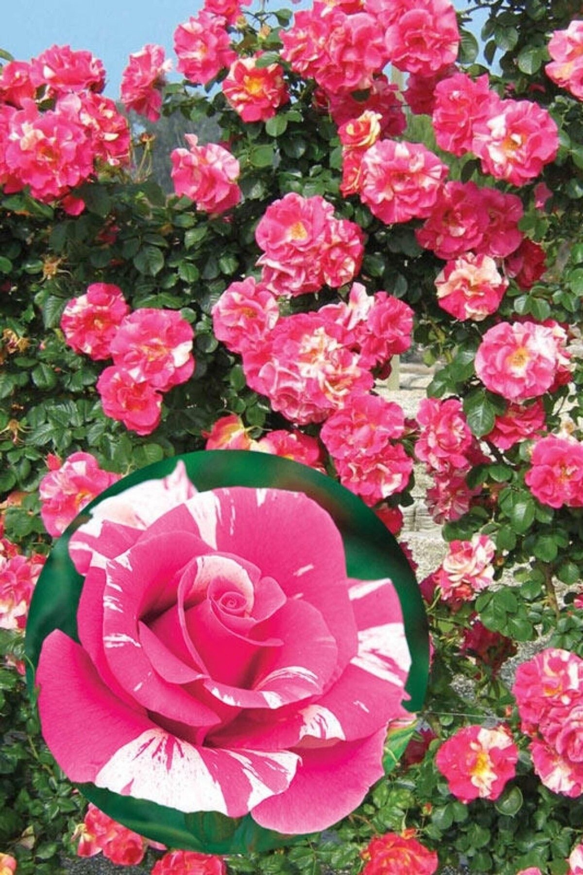 Gardenbox Sihirbaz pembe sarmaşık gül fidanı fidesi Tüplü Saksılı 15-30cm