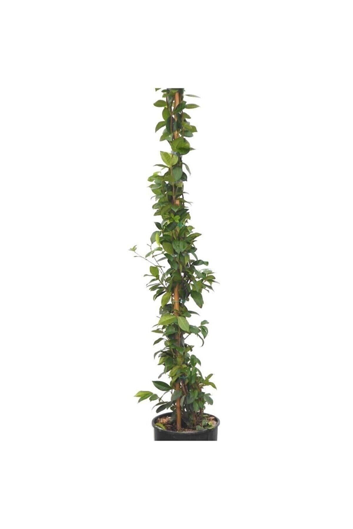 Gardenbox Saksıda Kokulu Arap Yasemini 50-70Cm