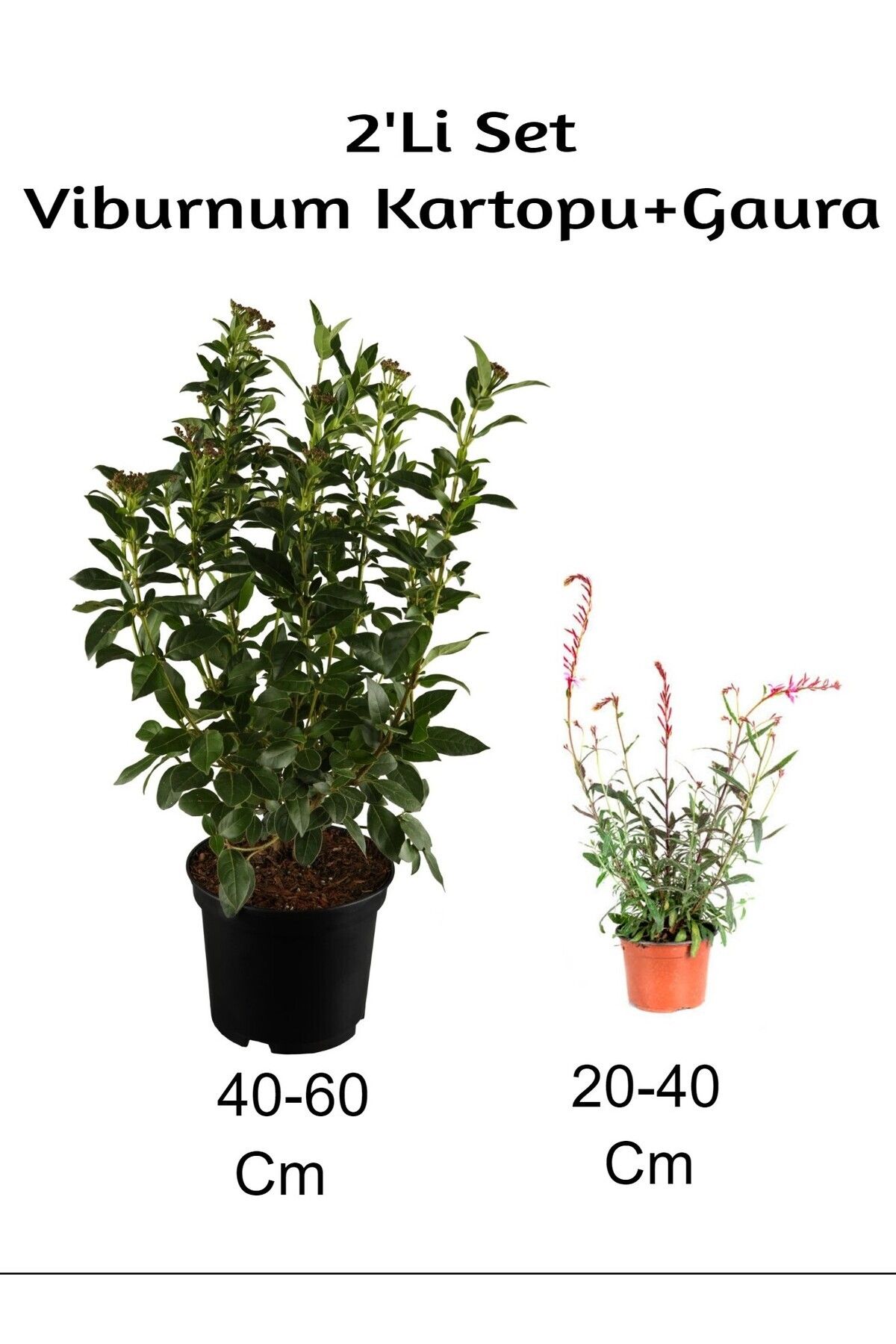 Gardenbox Çok Avantajlı Viburnum Kartopu+ Gaura Çiçeği 2'Li Set Dış Mekan Bitkisi