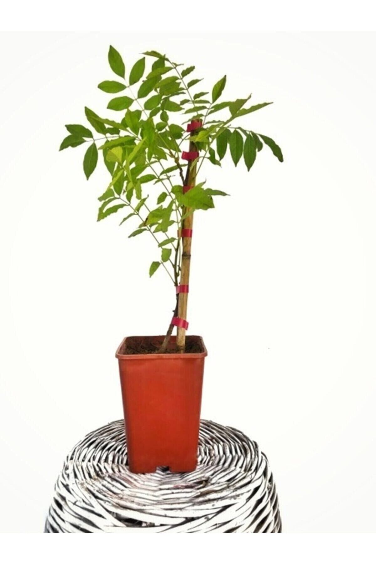 Gardenbox Mor Salkım Fidanı 40-50 Cm (tüplü Yeşil Yapraklı Köklü)