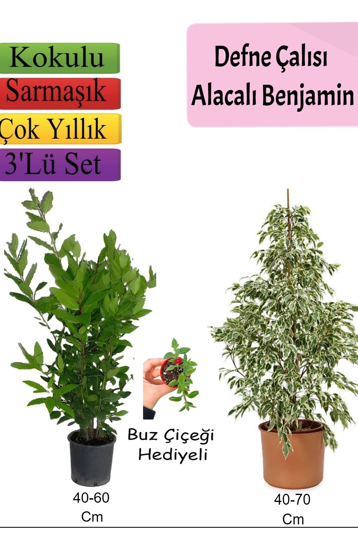 Bitkim Sende Çok Avantajlı Beyaz Alacalı Benjamin Bitkisi+ Defne Çalısı+ Buz Çiçeği Hediyeli