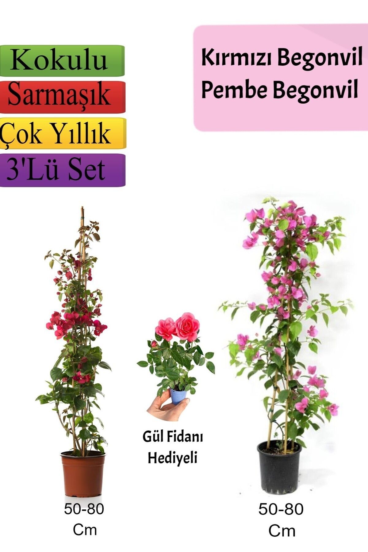 Bitkim Sende Çok Avantajlı Kırmızı+ Pembe Begonvil+ Gül Fidanı Hediyeli