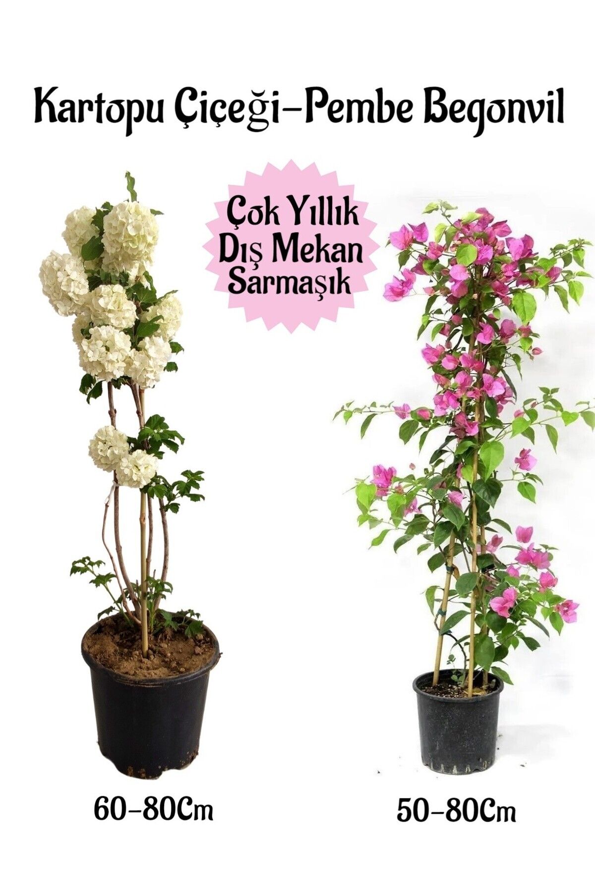 Bitkim Sende Çok Avantajlı Kartopu Çiçeği 1 Adet Pembe Begonvil 1 Adet Hediyeli Saksılı Bahçe Seti