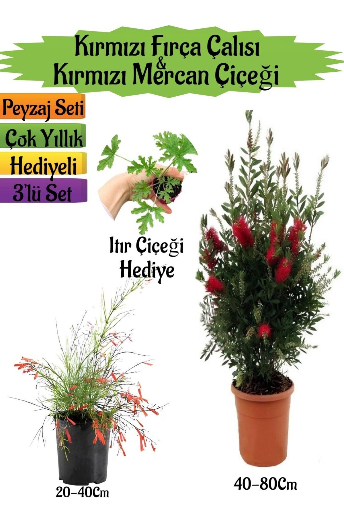 Gardenbox Çok Avantajlı Kırmızı Fırça Çalısı+Kırmızı Mercan Çiçeği+Itır Çiçeği Hediyeli Peyzaj Seti