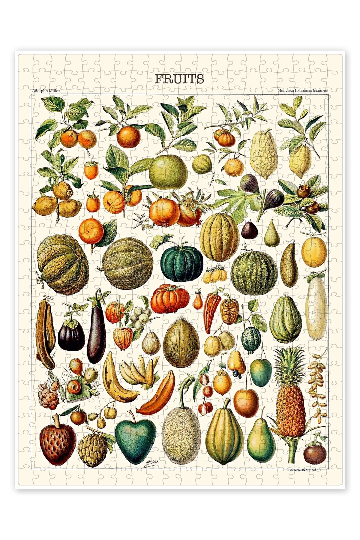 Jeronkarji Meyve İllüstrasyonu, 1923 500 Parça Puzzle Yapboz Mutfak Temalı Yetişkinler için