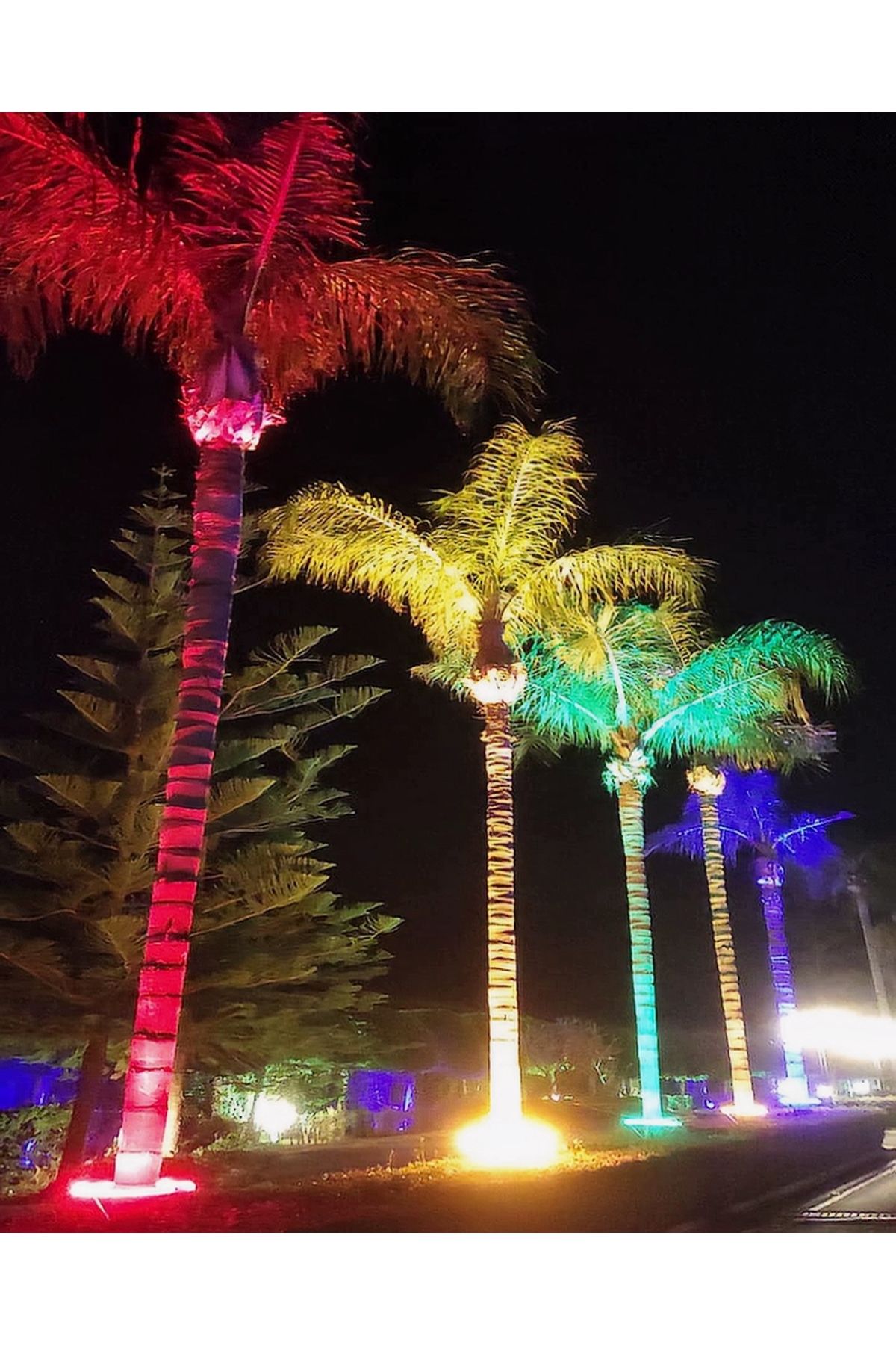 DOGRUP Palmiye Ağaç Aydınlatma Çember Dairesel Led Yuvarlak Aydınlatma Armatür IP68 50cm