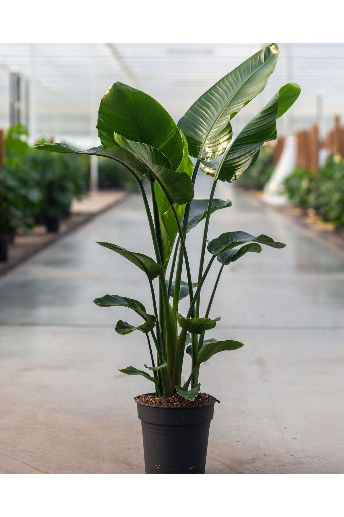 Su Plant Çift gövde Starliçe 50-90 cm