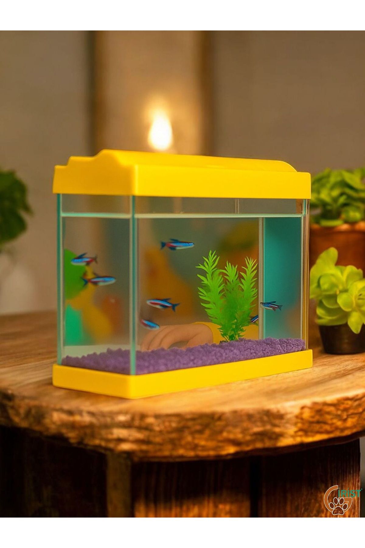 Girist Pet Sarı Renkli Mini Akvaryum