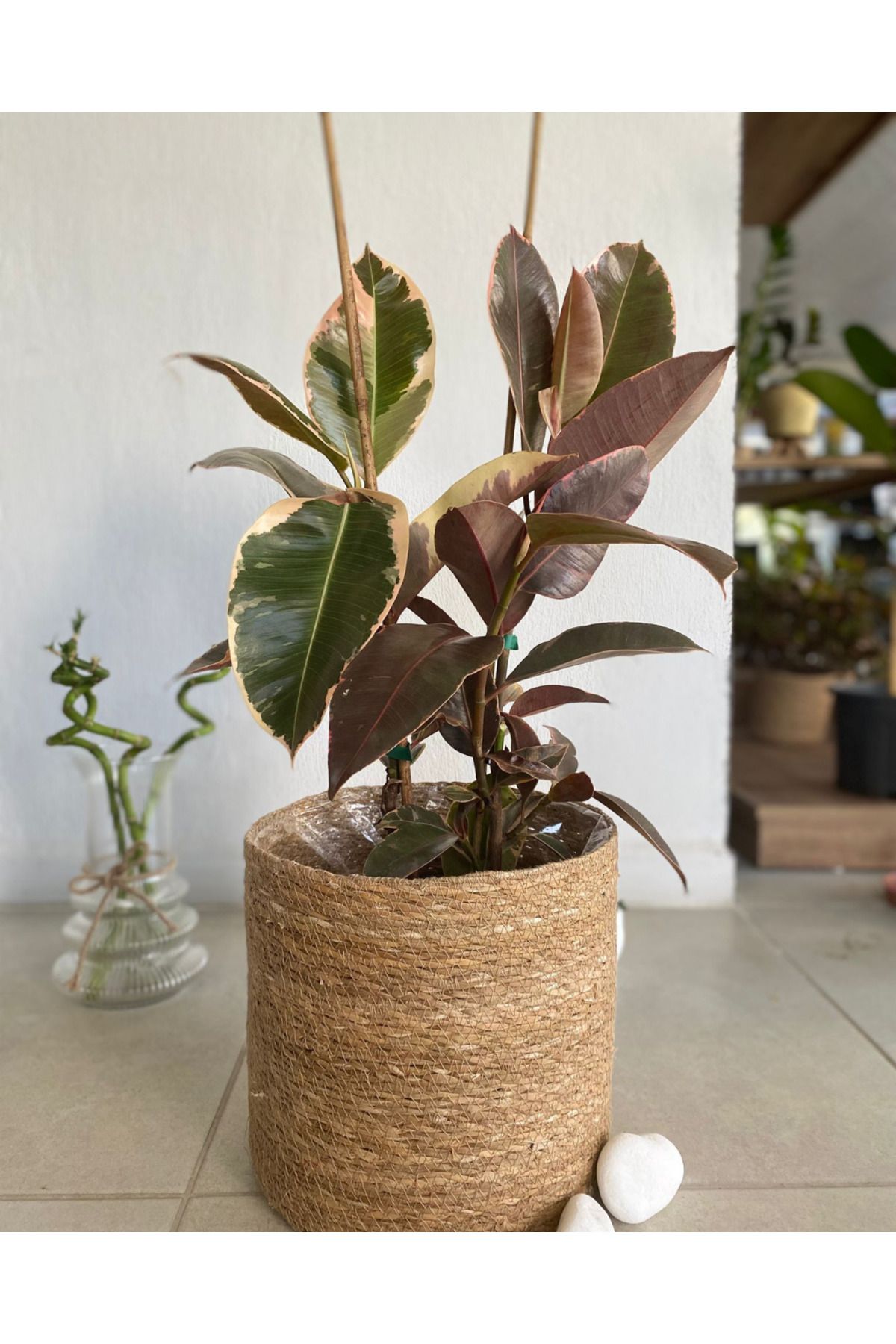 Ağaoğlu Ficus Elastica Ruby - Alacalı Kauçuk Çiçeği | Bakımı Kolay İç Mekân Bitkisi