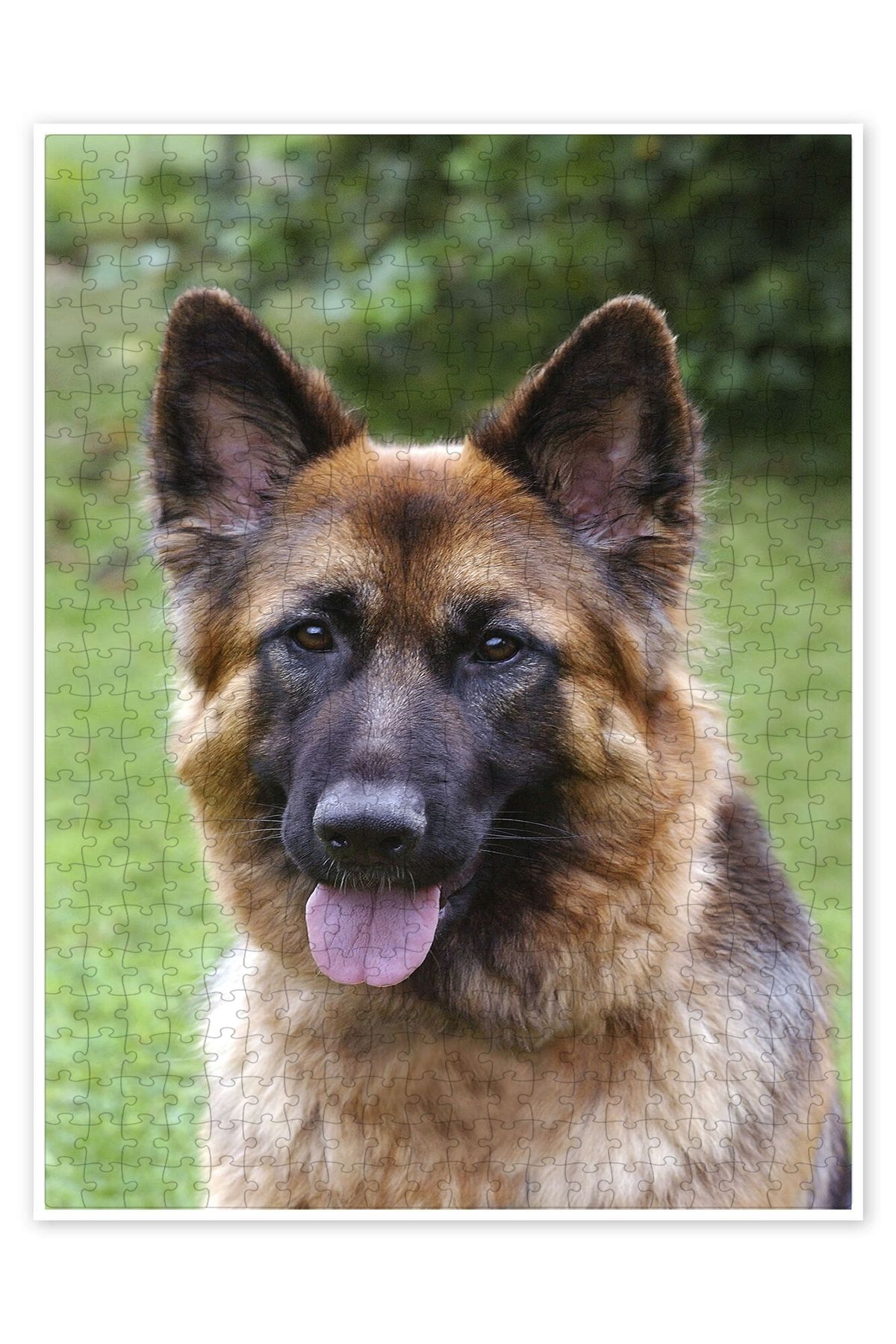Jeronkarji Alman Çoban Köpeği 500 Parça Puzzle Yapboz Kedi Köpek Temalı Doğa ve Orman Hayvanları