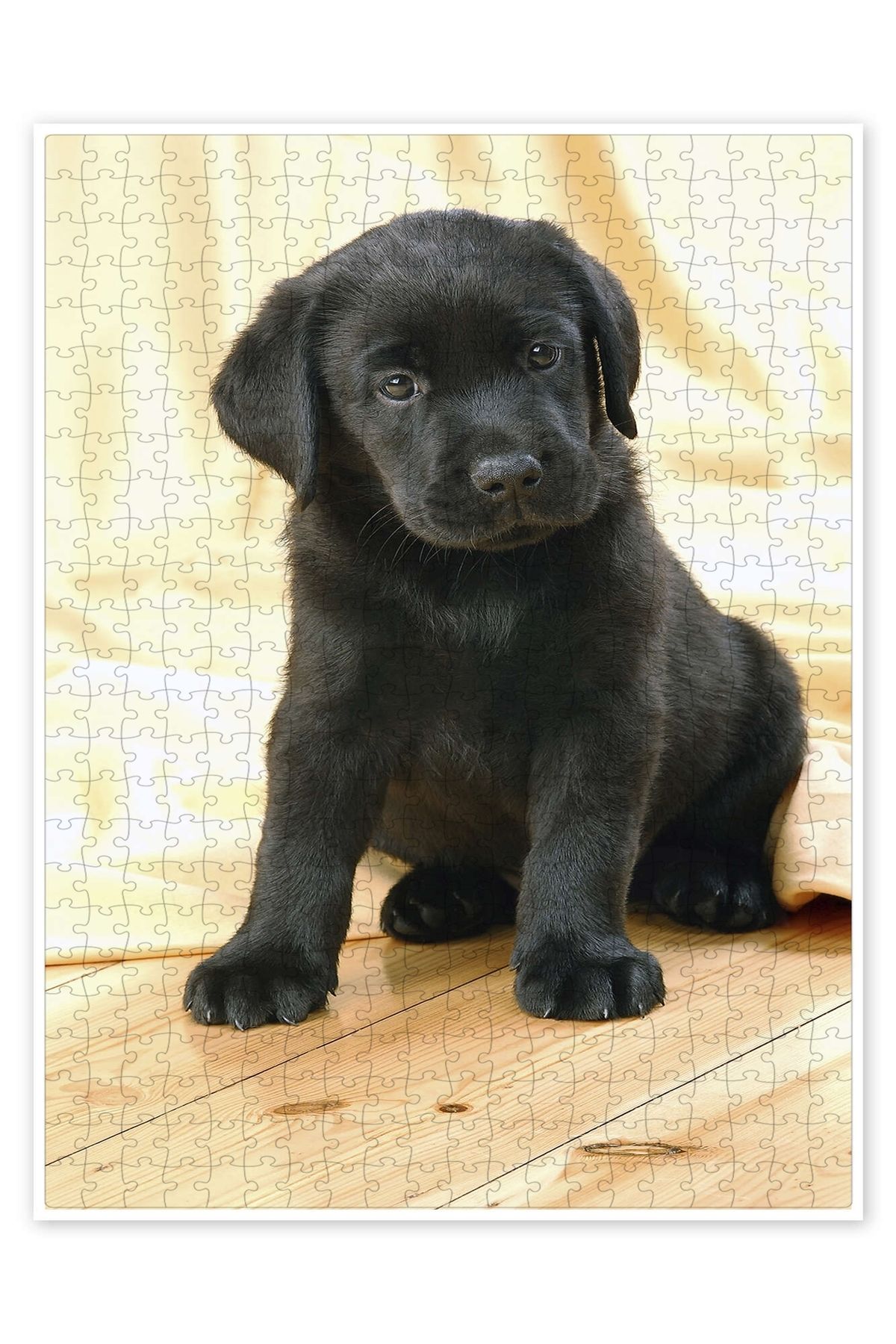 Jeronkarji Siyah Labrador yavrusu 500 Parça Puzzle Yapboz Kedi Köpek Temalı Doğa ve Orman Hayvanları