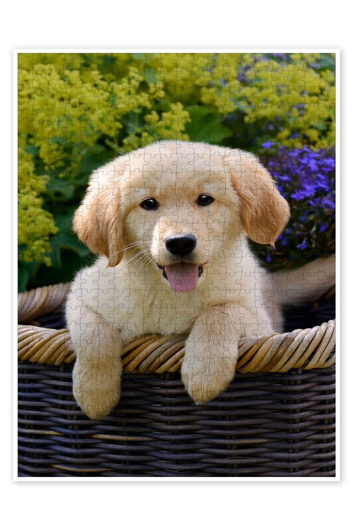 Jeronkarji Sevimli Golden Retriever Yavrusu 500 Parça Puzzle Yapboz Kedi Köpek Temalı Doğa ve Orman Hayvanları