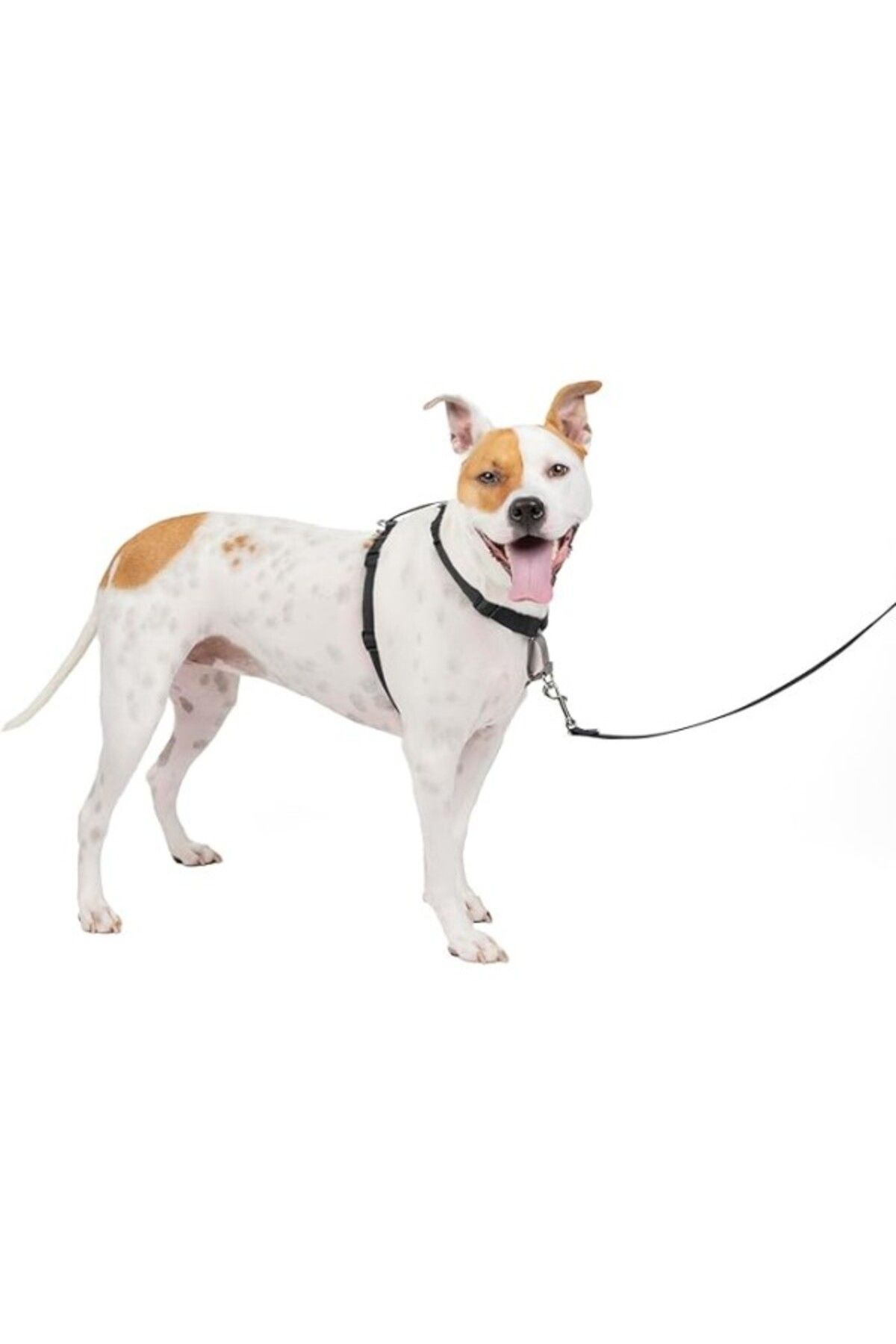 ShopZum Petsafe The Makers Of The Easy Walk Harness, 3&Apos;Ü 1 Arada Koşum Kayışı, Tamamen Ayarlanabilir,