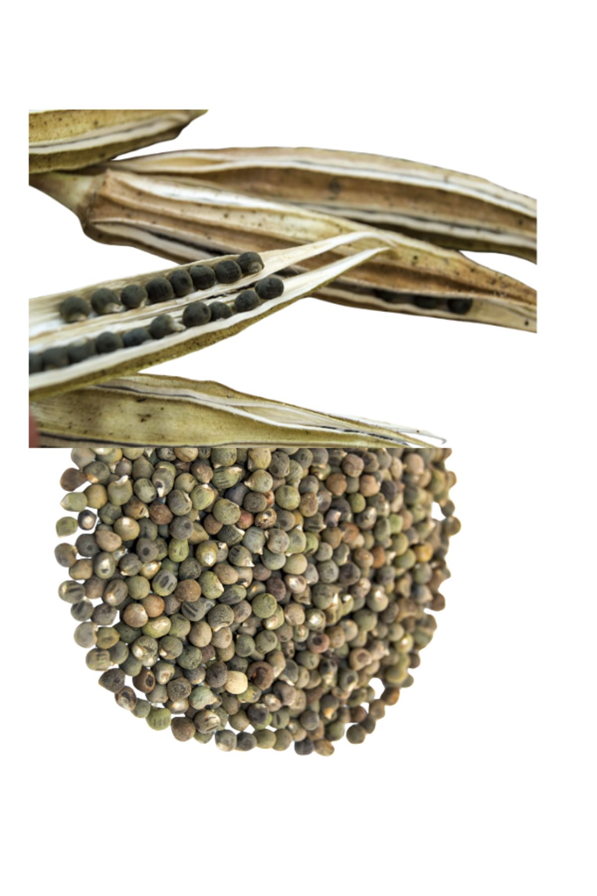 KAHODEN Global Taste Pantry Bamya tohumu Okra seeds 100 gr
