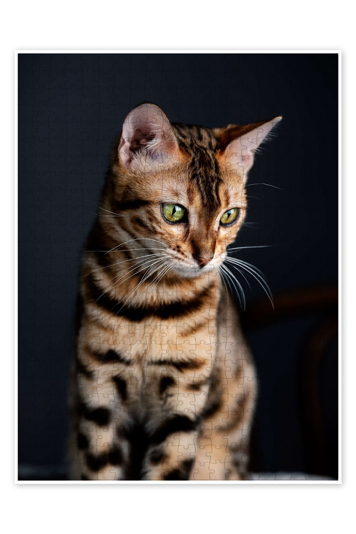Jeronkarji Bengal Kedisi I 500 Parça Puzzle Yapboz Kedi Köpek Temalı Doğa ve Orman Hayvanları