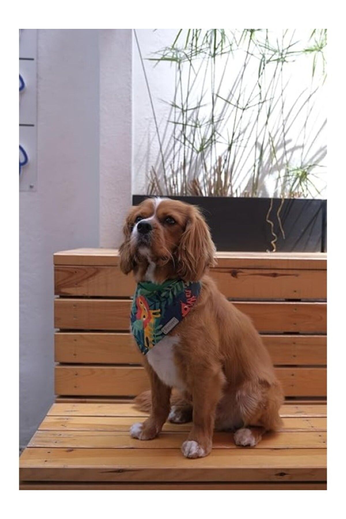 ShopZum Patiset Hayvan Desenli Köpek Fuları Bandanası Köpek Kıyafeti Yeşil Xl
