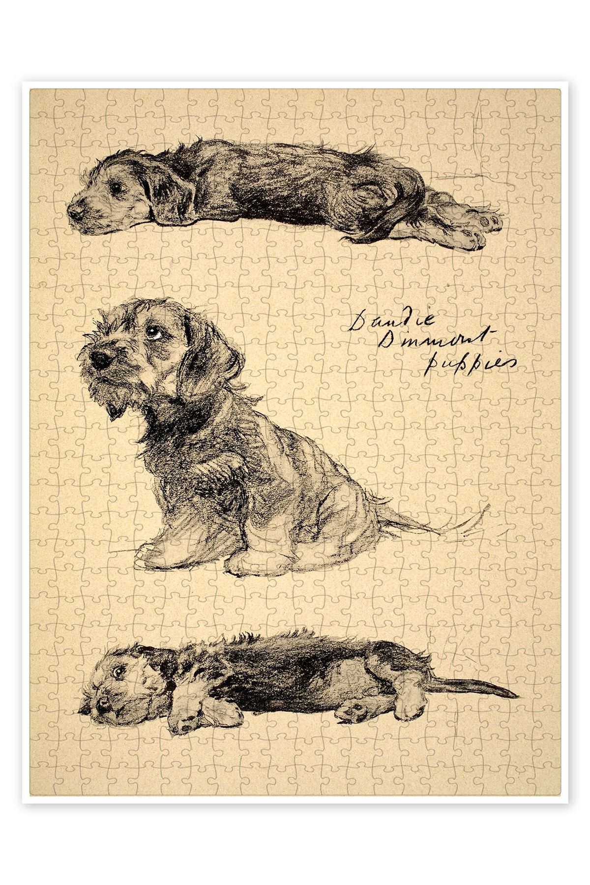Jeronkarji Dandie Dinmont Yavruları 500 Parça Puzzle Yapboz Kedi Köpek Temalı Doğa ve Orman Hayvanları