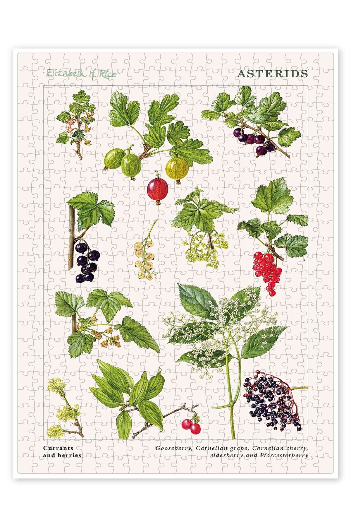 Jeronkarji Frenk üzümü ve meyveler 500 Parça Puzzle Yapboz Mutfak Temalı Yetişkinler için