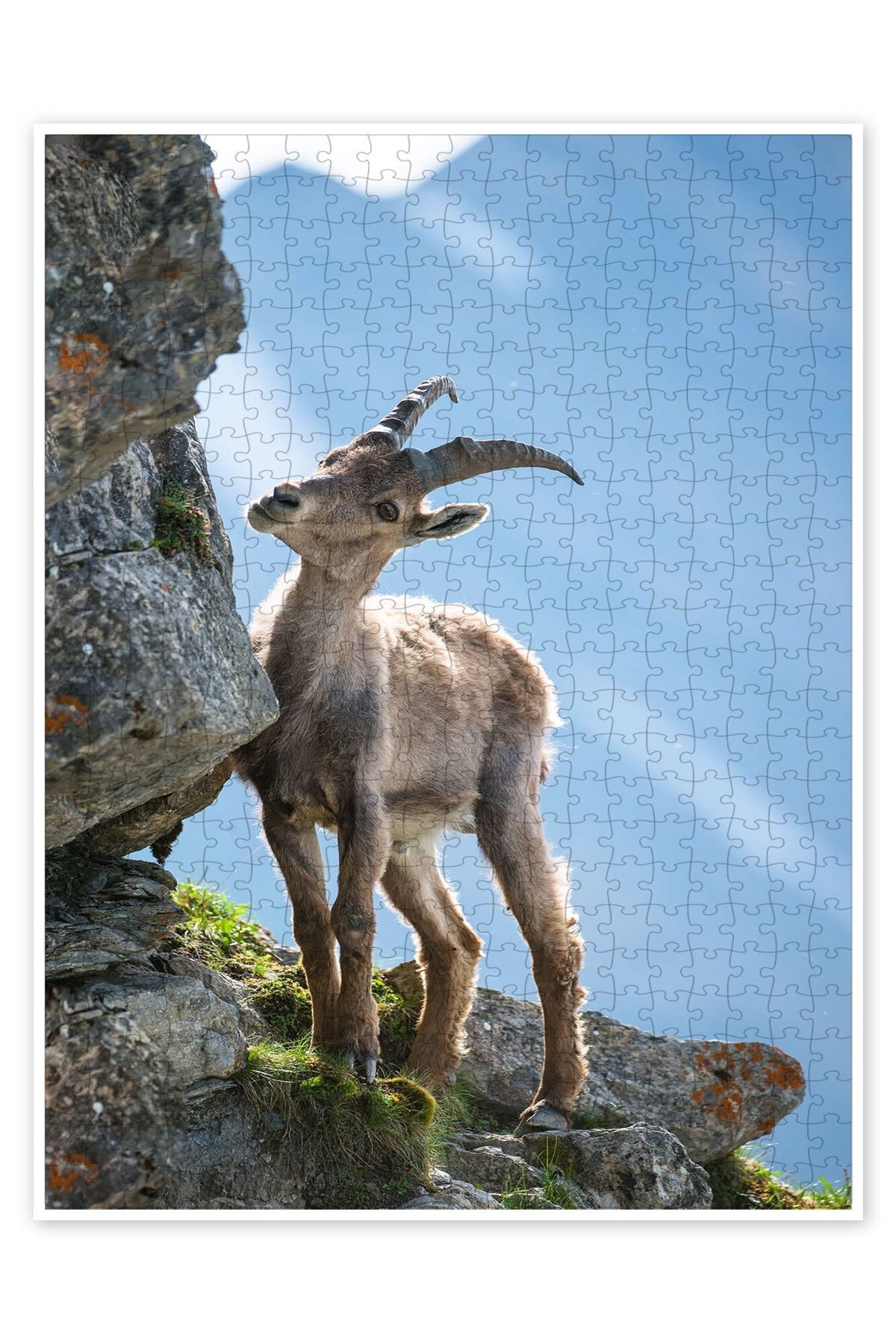Jeronkarji Genç dağ keçisi 500 Parça Puzzle Yapboz Kedi Köpek Temalı Doğa ve Orman Hayvanları
