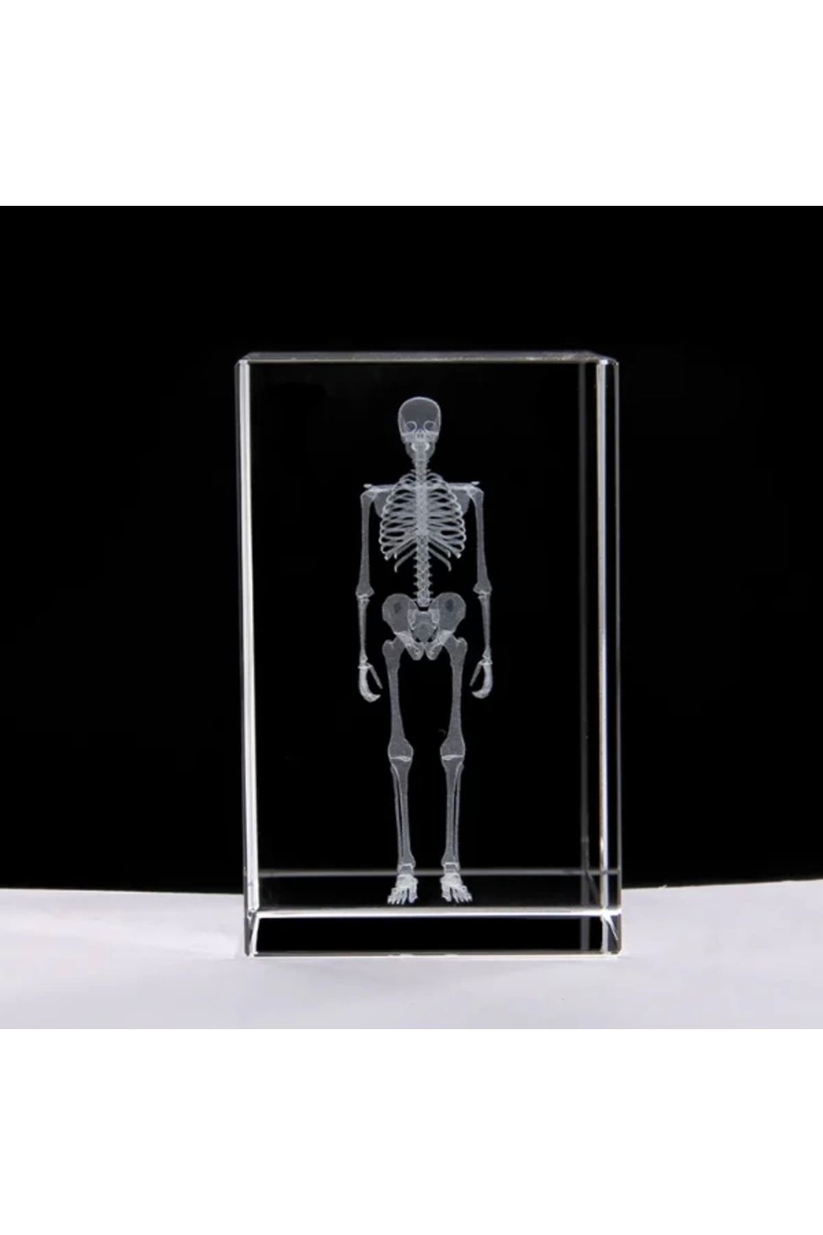 Generic 3D Kristal İnsan İskeleti Modeli