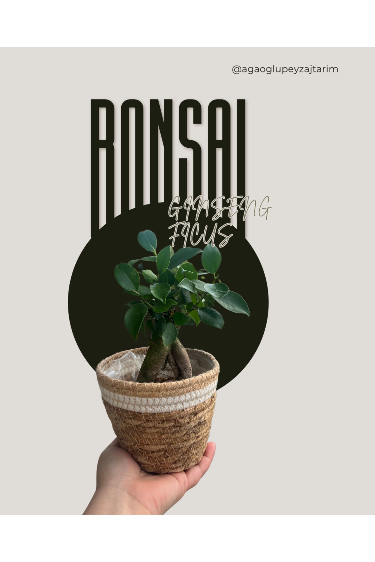 Ağaoğlu Ficus Ginseng Bonsai – Kalın Gövdeli Dayanıklı İç Mekan Bitkisi