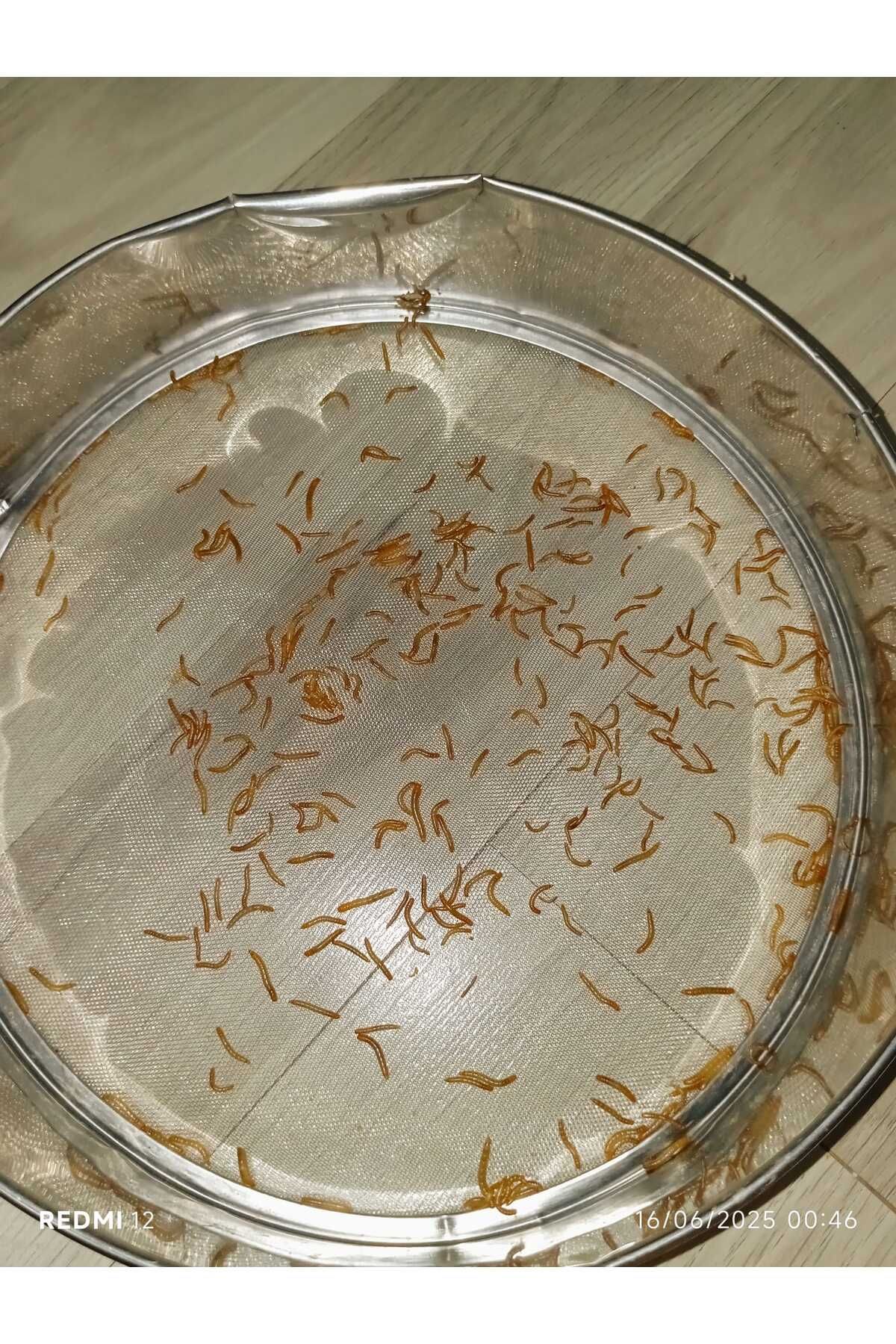 Koçlar micro un kurdu 100 adet