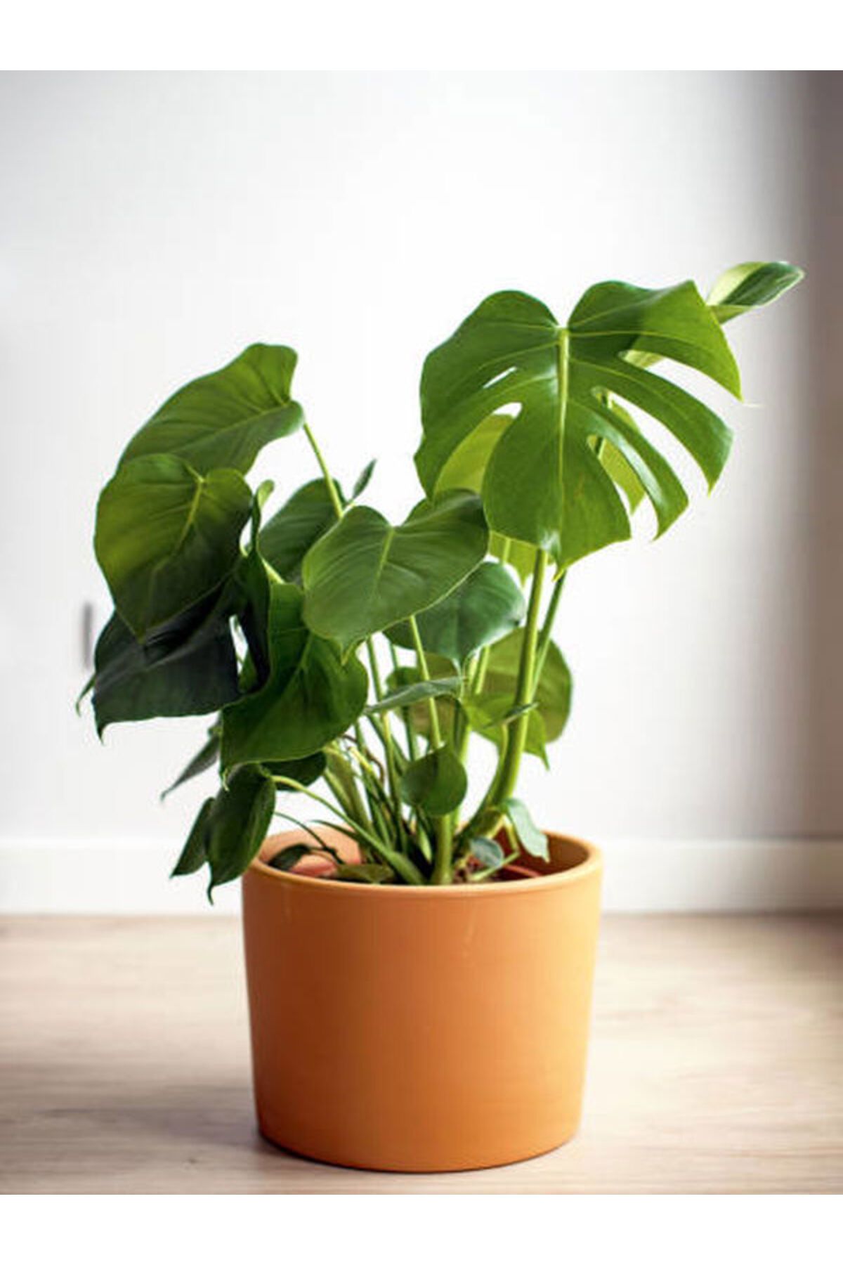 Flora Vadi Deve Tabanı Monstera Deliciosa Ithal Orta Boy