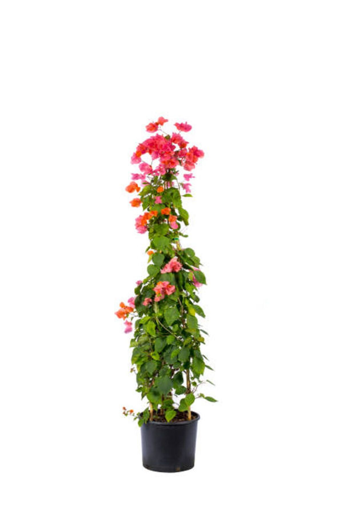 Flora Vadi Turuncu Renkli Begonvil Çiçeği Saksılı 50-80Cm İç/Dış Mekan Sarmaşık Bitkisi (Bougainvillea)