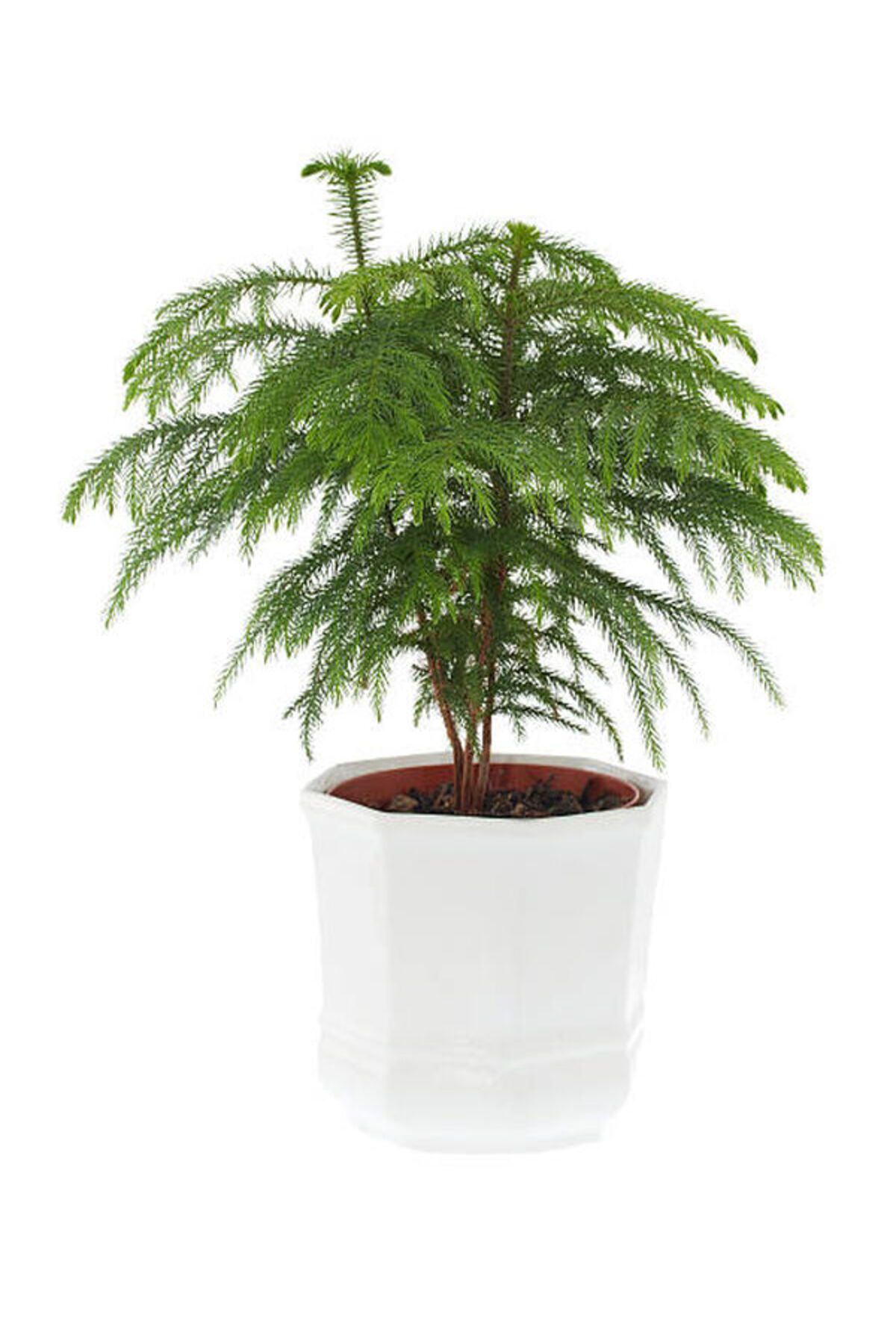 Flora Vadi Salon Çamı - Arokarya (araucaria Heterophylla) - 40-60cm