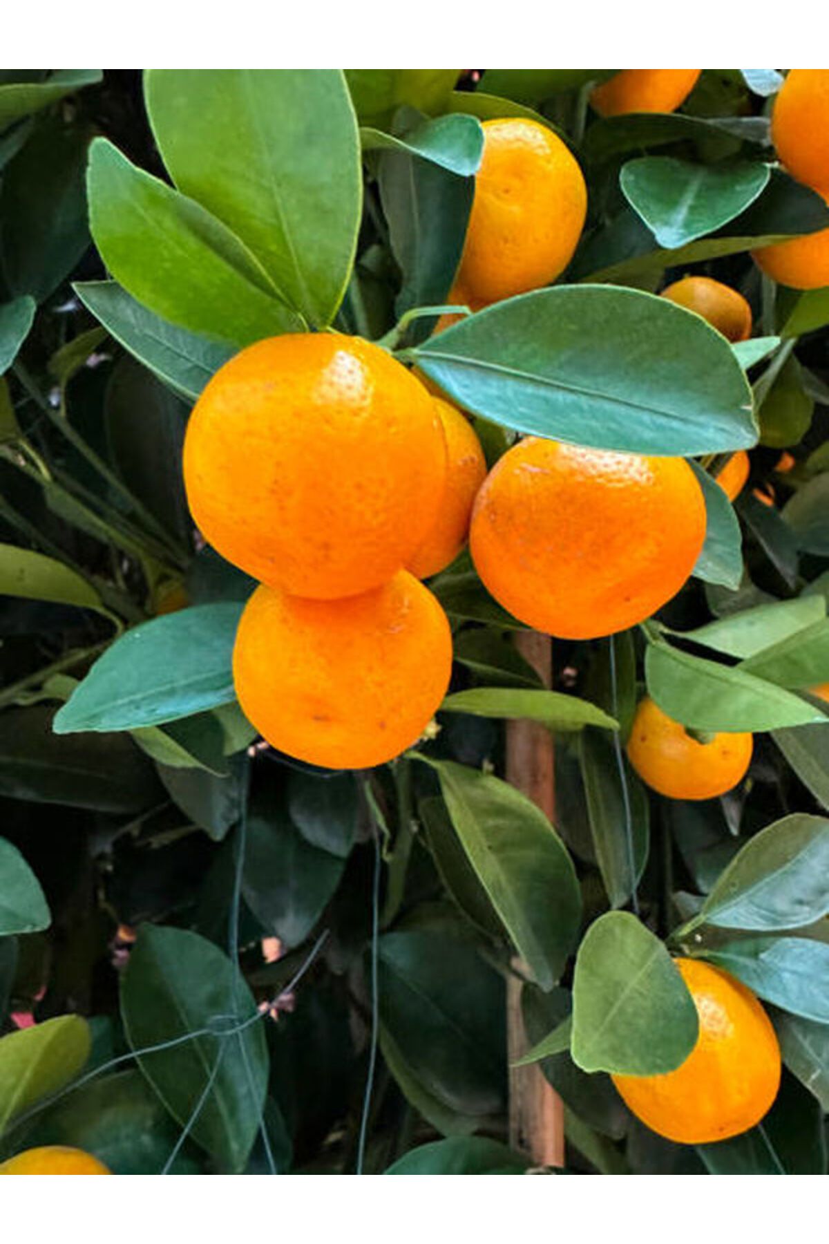 Flora Vadi Yediveren Bodur Mandalina Fidanı Saksılı