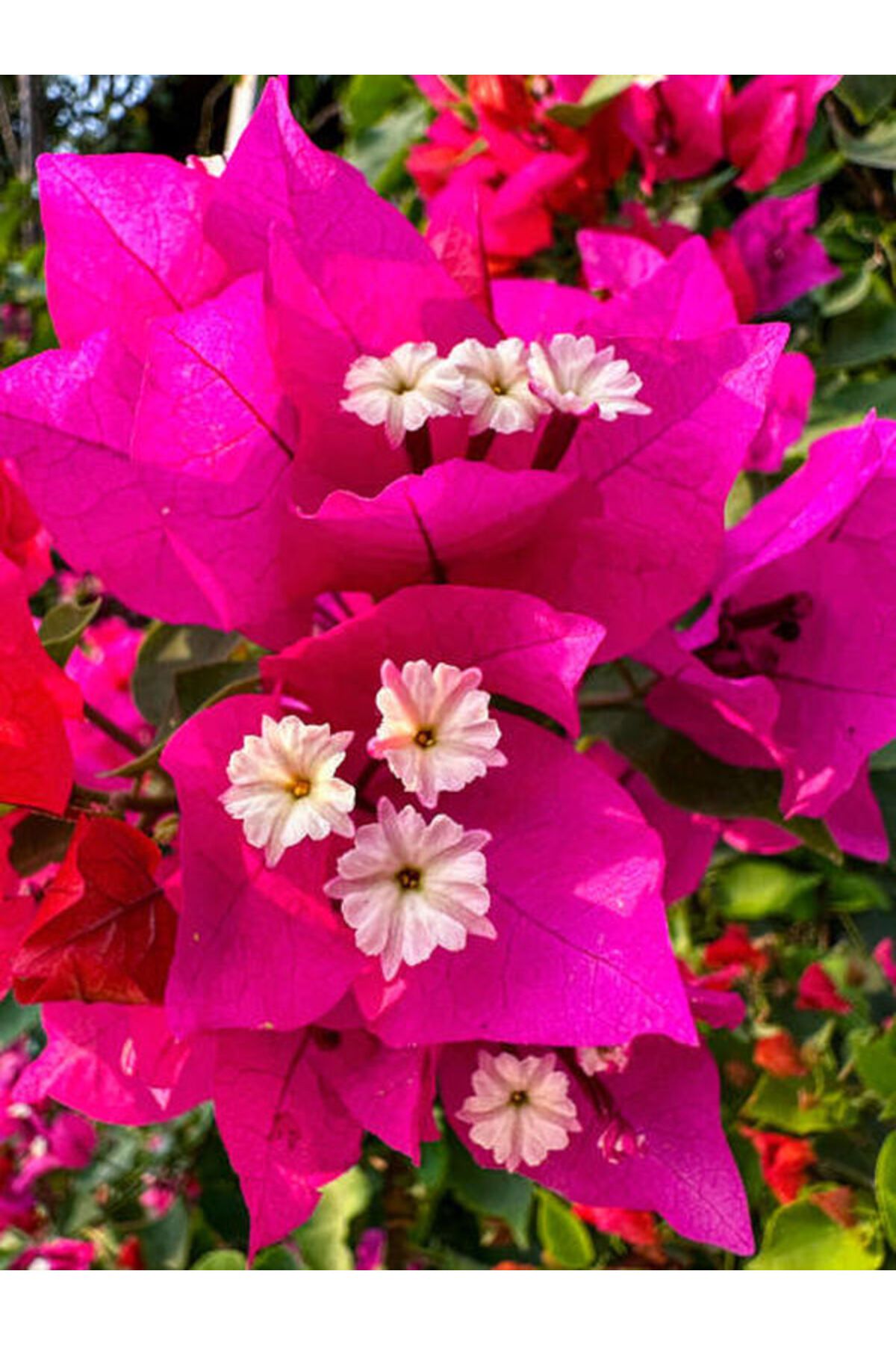 Flora Vadi Pembe Renkli Begonvil Çiçeği 1 Adet Saksılı 50-80Cm İç/Dış Mekan Bitkisi (Bougainvillea)