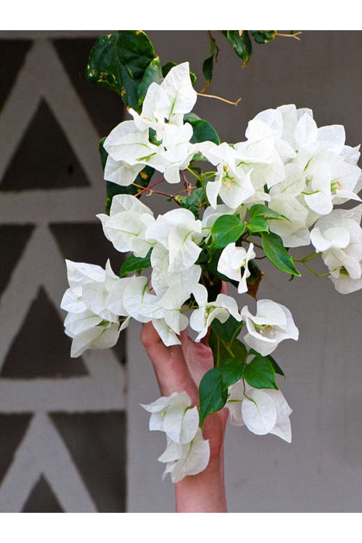 Flora Vadi Beyaz Renkli Begonvil Çiçeği 1 Adet Saksılı 50-80Cm İç/Dış MekannBitkisi (Bougainvillea)