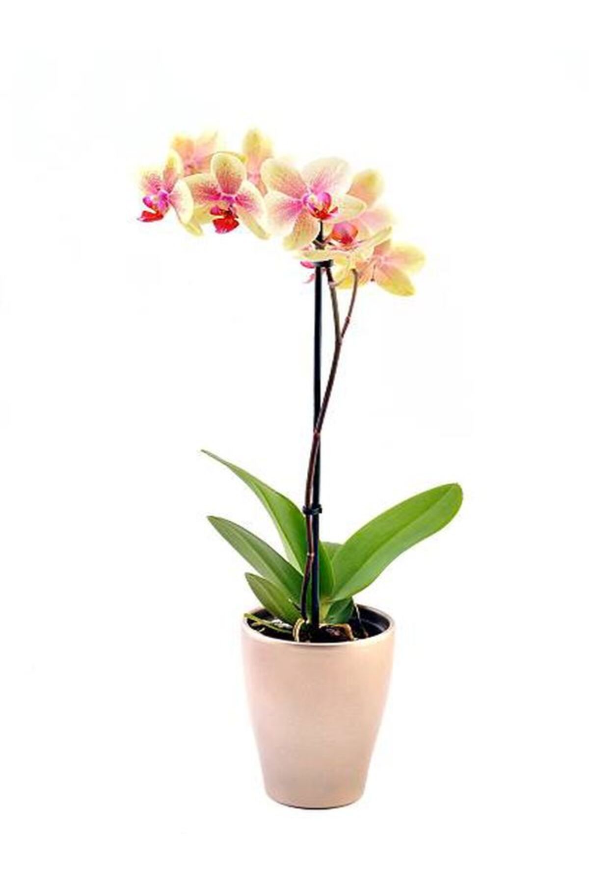 Flora Vadi Canlı Çiçekli Çift Dal Orkide 1 Adet Saksılı (Phalaenopsis)