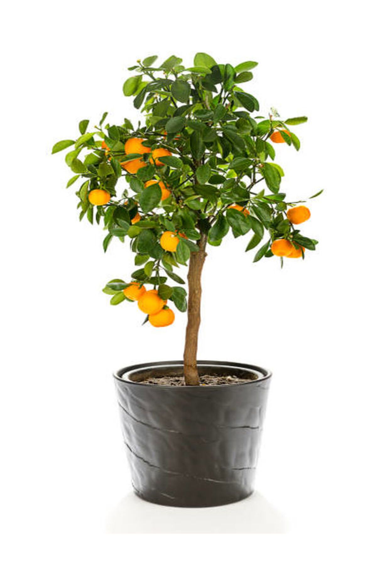 Flora Vadi Yediveren Bodur Mandalina Fidanı