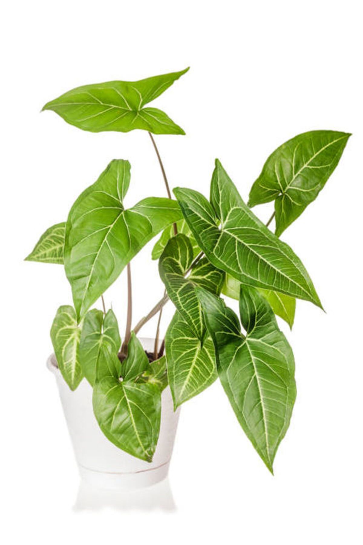 Flora Vadi Fil Kulağı Bitkisi Saksılı 1 Adet (Alocasia Cucullata)