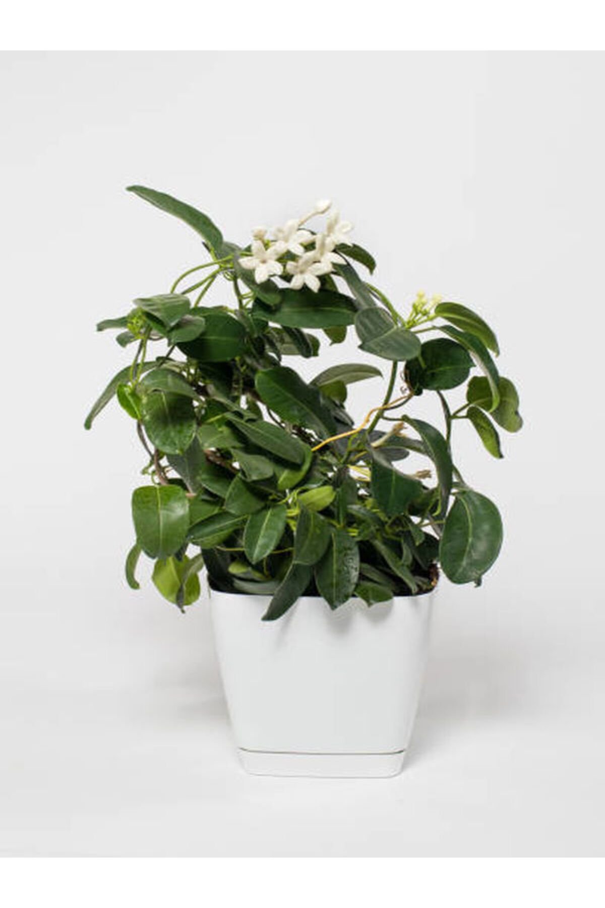 Flora Vadi Gardenya Gardenia Jasmionides Ev Ofis Salon Bitkisi