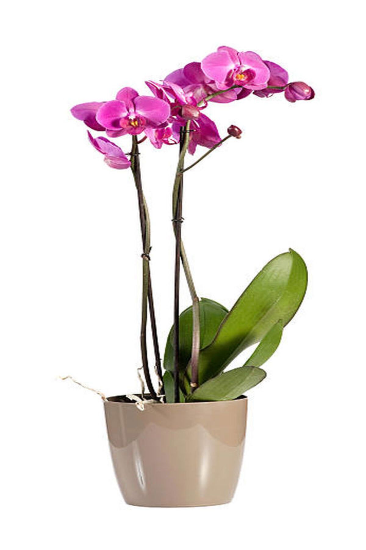 Flora Vadi Canlı Çiçekli Çift Dal Orkide 1 Adet Üretim Saksılı (Phalaenopsis)
