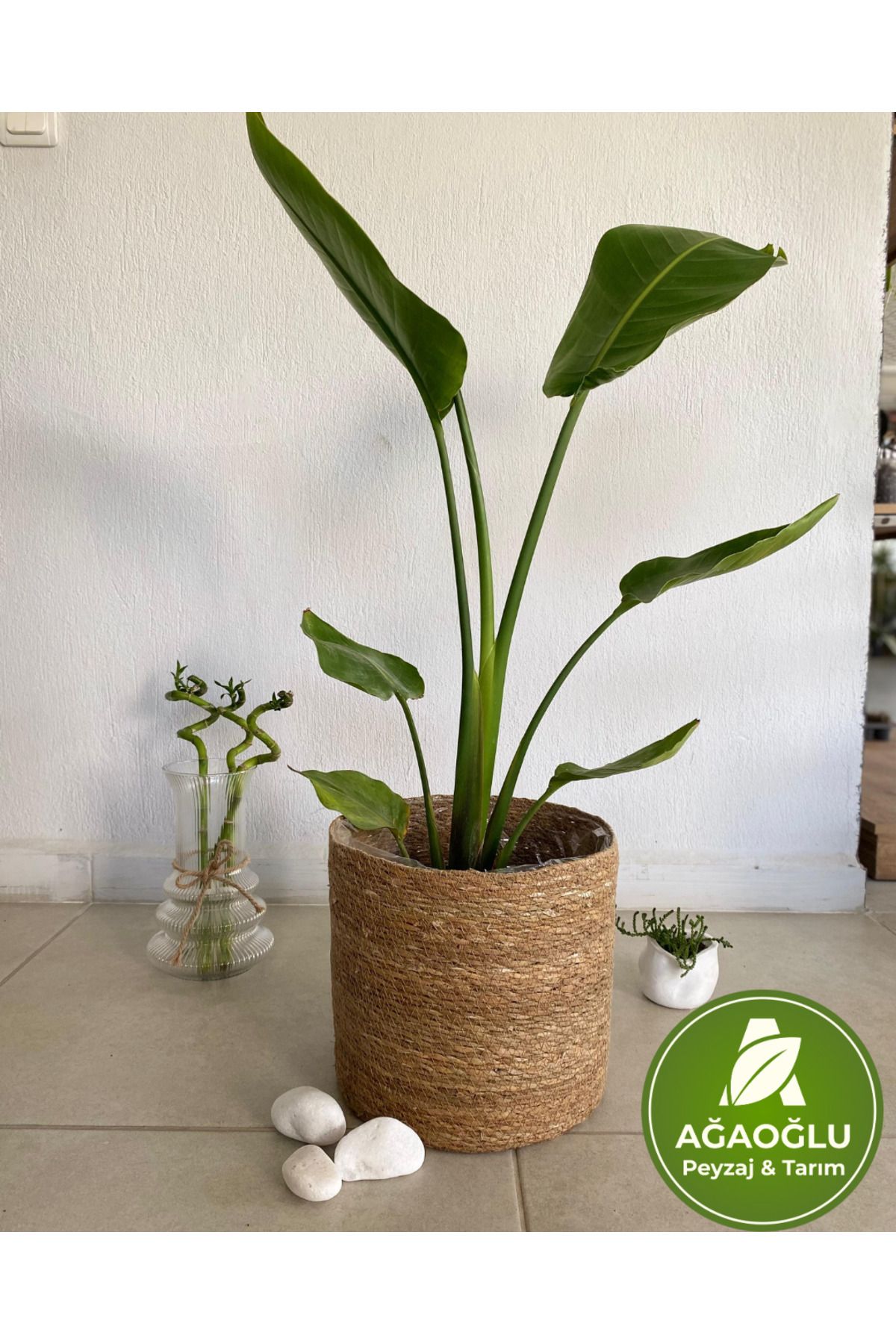 Ağaoğlu Strelitzia (Starliçe) 100-150cm - Cennet Kuşu Çiçeği – Tropik Görünümlü Canlı Salon Bitkisi