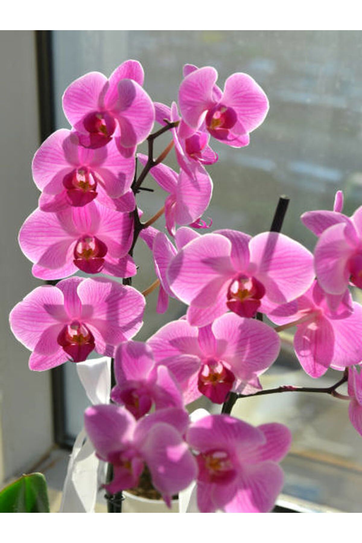 Flora Vadi Canlı Çiçekli Pembe Çift Dal Orkide 1 Adet Saksılı (Phalaenopsis)