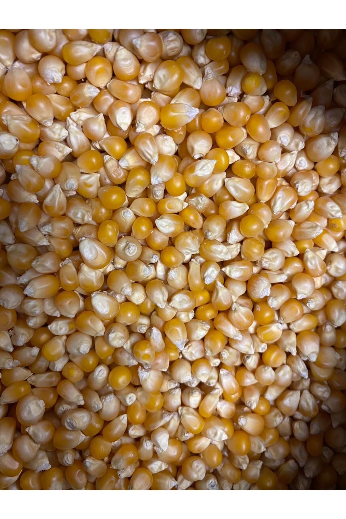 AGROMAKİ TARIM PEYZAJ GDO’suz Patlamalık Mısır Tohumu 1 Kg | Yerli, Katkısız, Yüksek Patlama Oranı