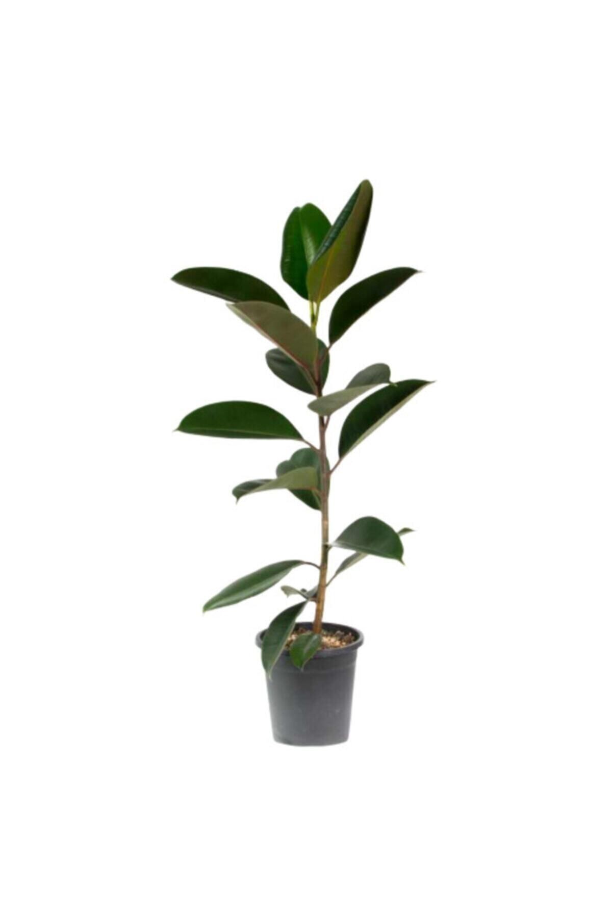 Gardenbox Kampanyalı Ficus Elastika - Kauçuk Bitkisi 60-80 Cm Tek Kök