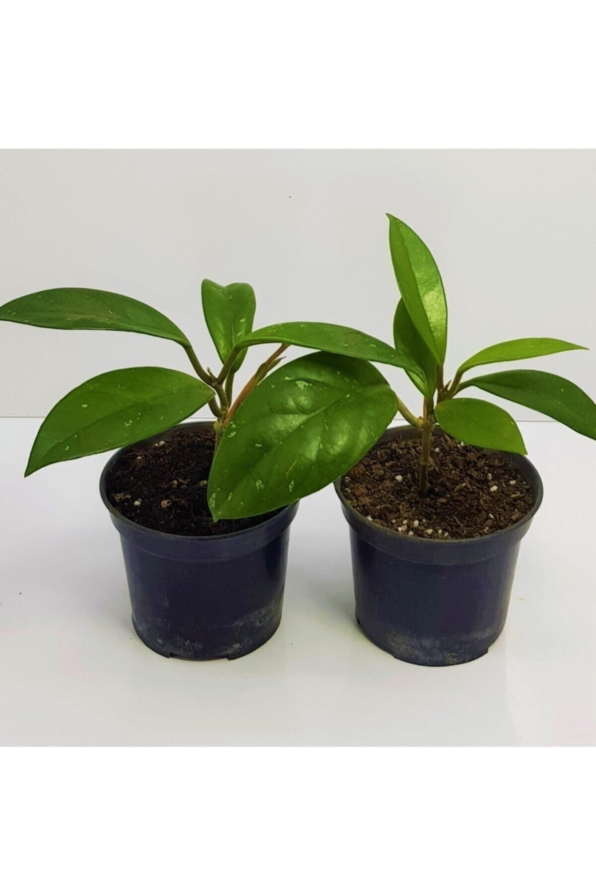 Gardenbox Kampanyalı Mum Çiçeği Fidesi Hoya Carnosa Kokulu 9cm Saksıda 2 Adet