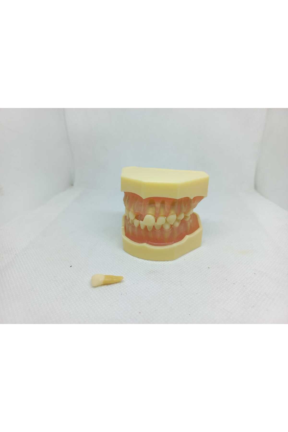 Fantom Çene Modeli no: 7009