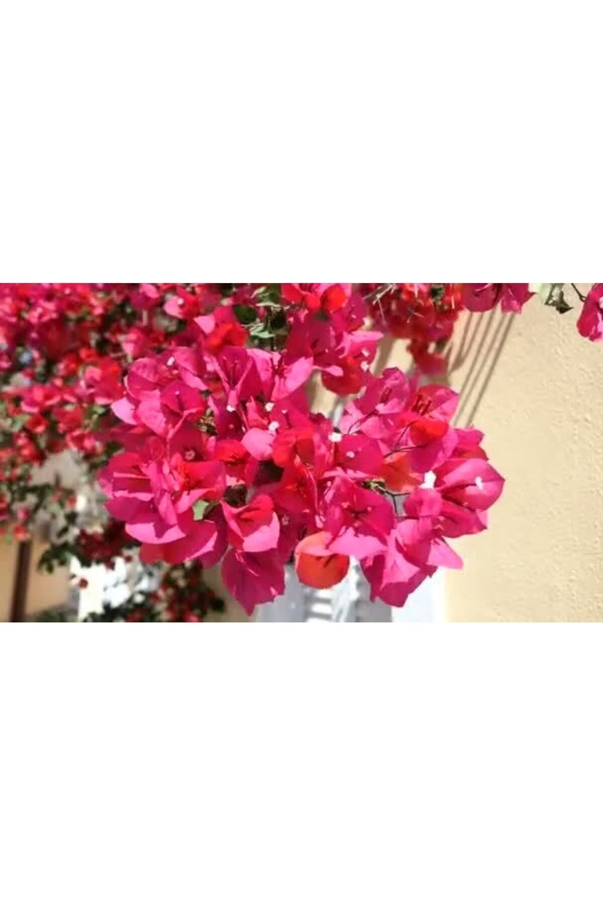 Gardenbox Uzaybahçesi Begonvil Fidanı Koyu Pembe/kırmızı Renk 50-100 Cm